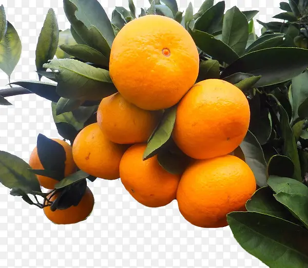 又酸又甜的橘子