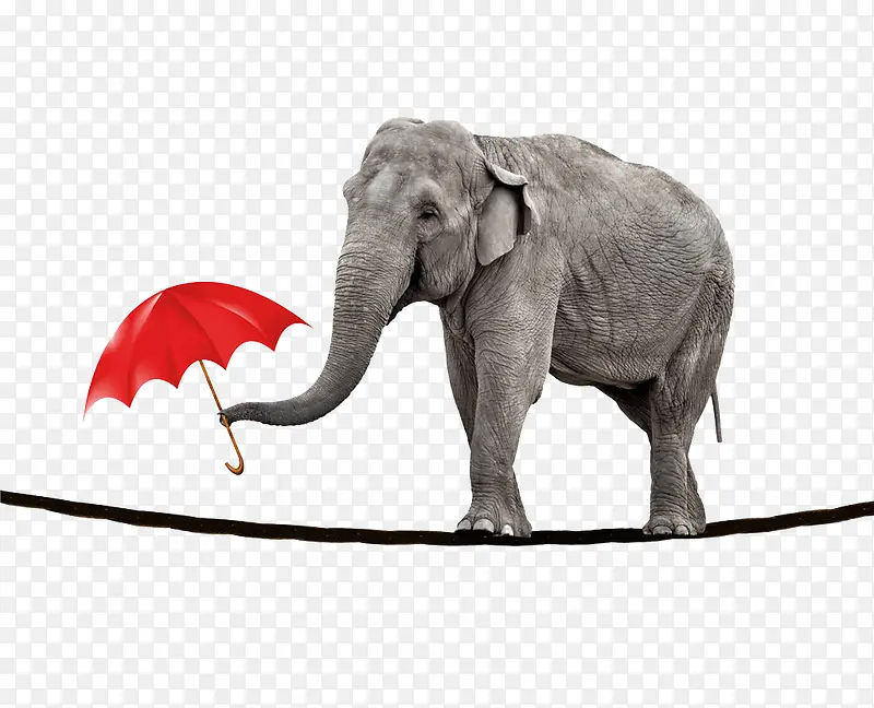 顶着伞走在绳索上的大象