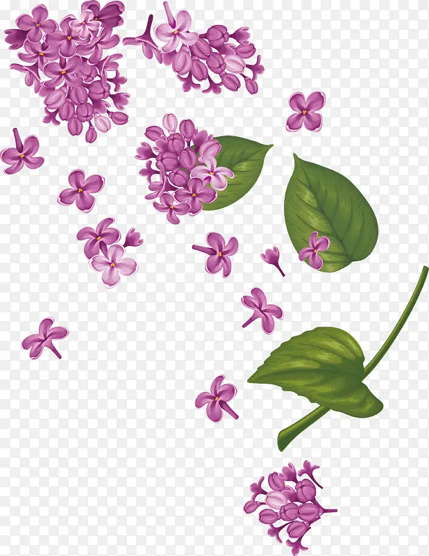 水彩画紫荆花矢量