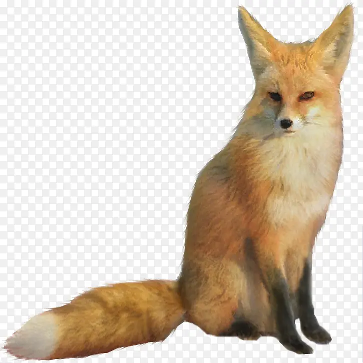 一只蹲坐的狐狸
