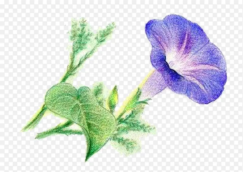 手绘牵牛花