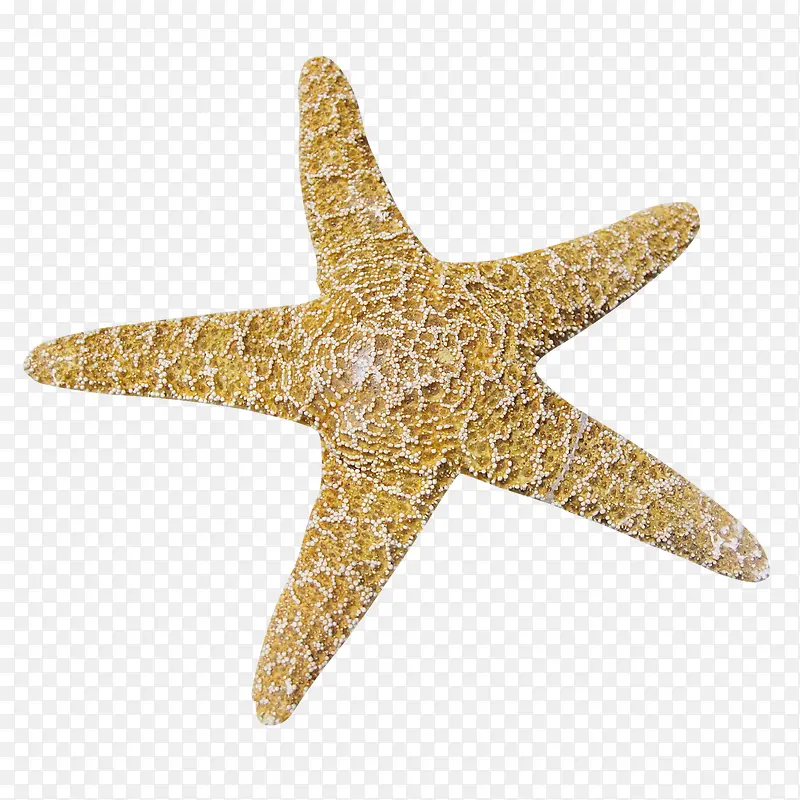 漂浮海星黄色图案