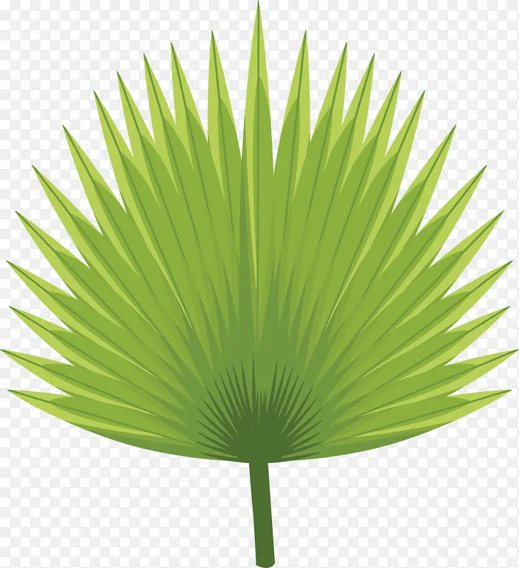 绿色棕榈叶植物素材图