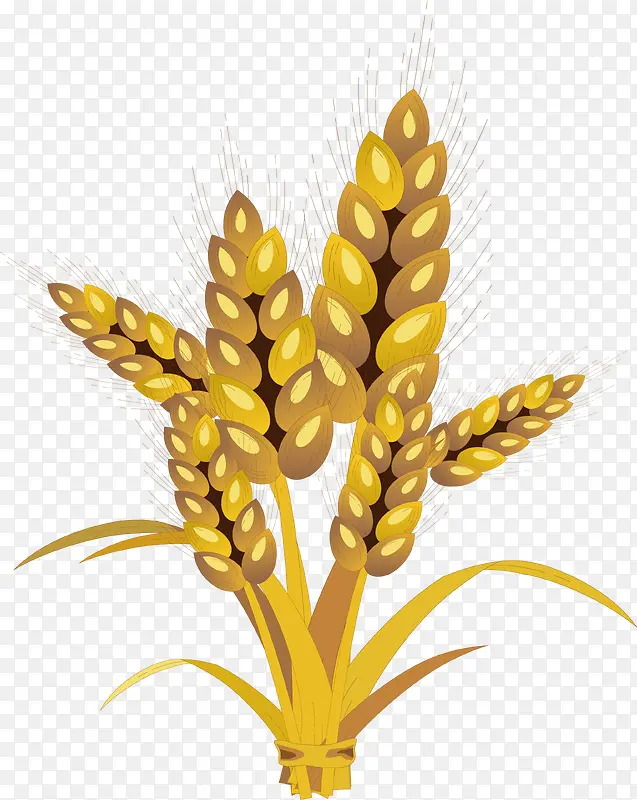 农场金色小麦