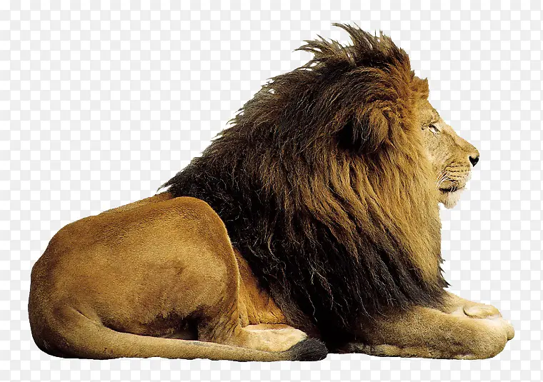 草原之王狮子