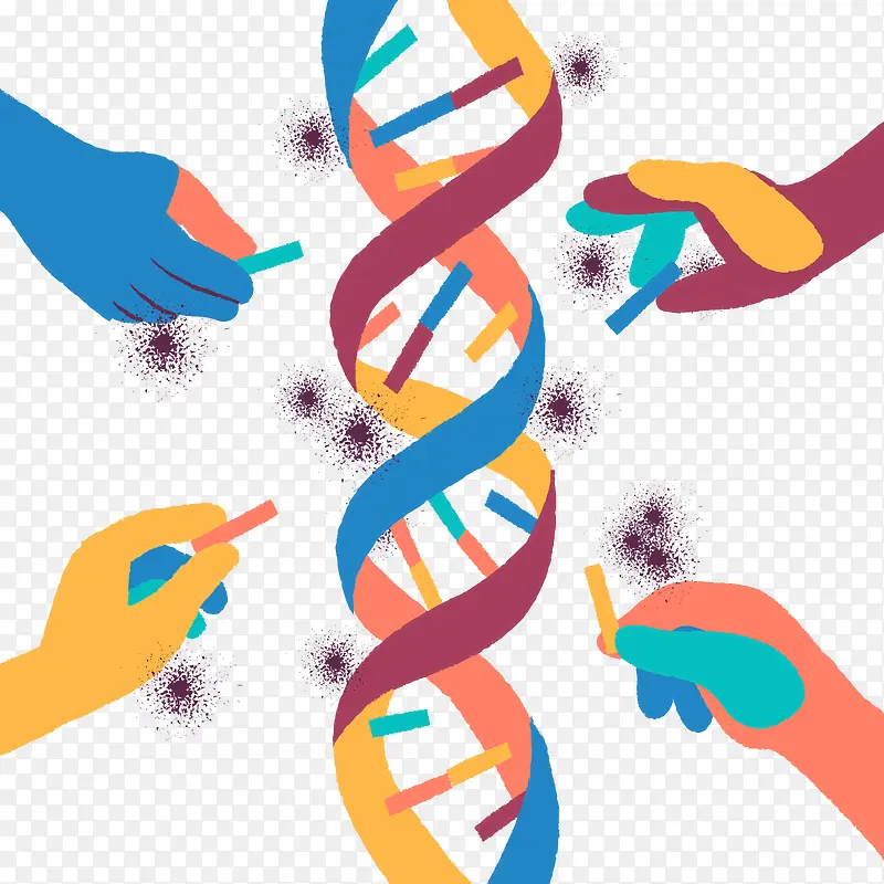 矢量DNA