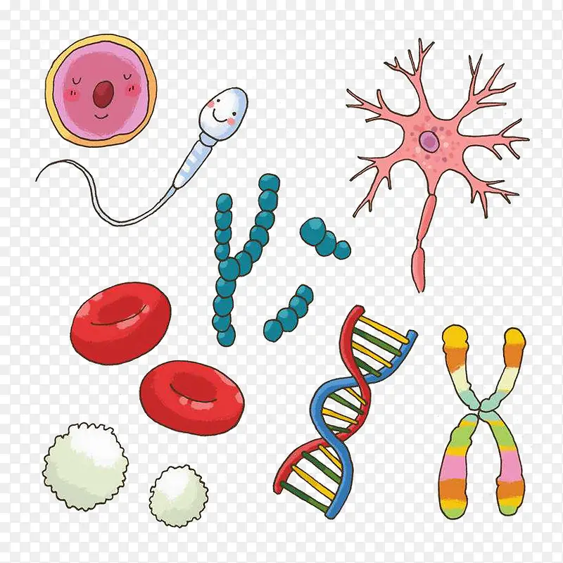 卡通精子卵子红细胞