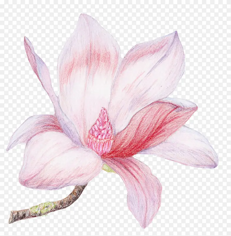 白色带香味粉红色纹理的玉兰花瓣
