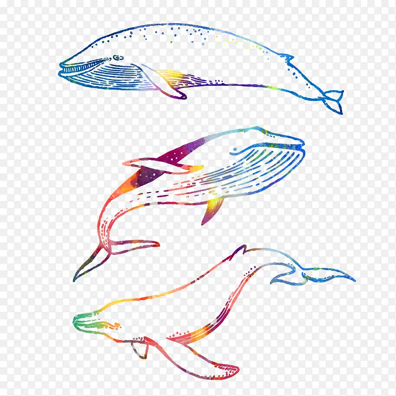 素描彩色鲸鱼
