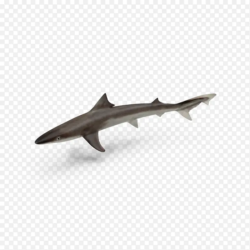 海洋生物之猎犬鲨鱼