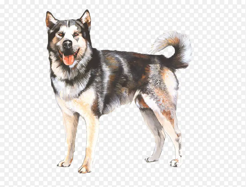 手绘牧羊犬