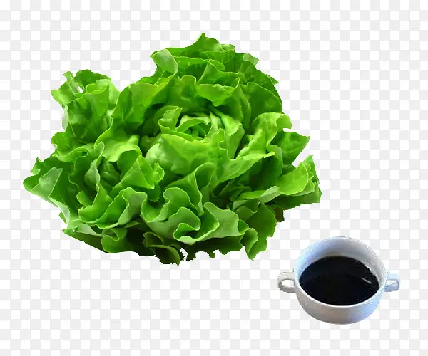 绿色蚝油生菜的食材