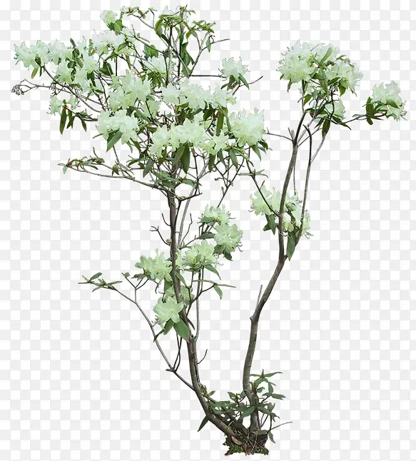 白色花朵花枝树木植物