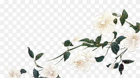 白色娇艳花朵