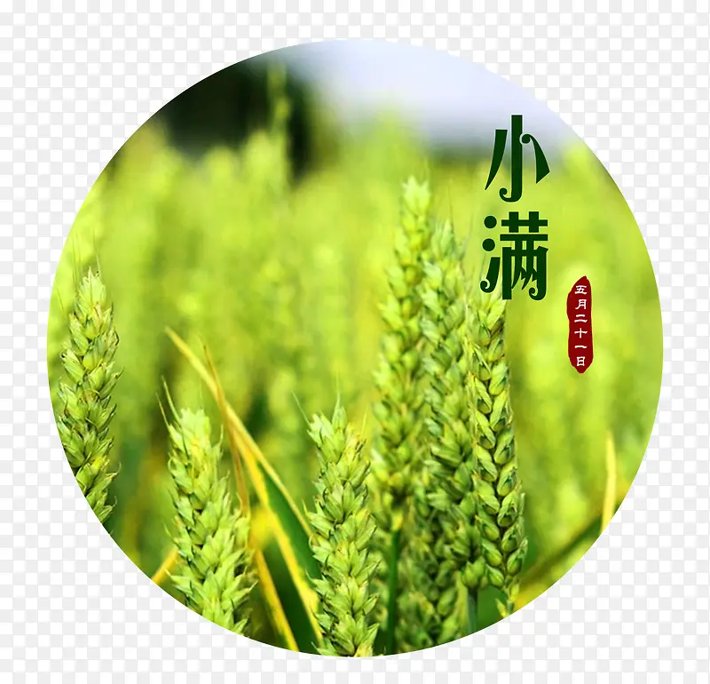 小满二十四节气海报
