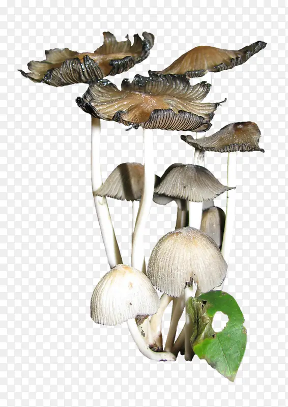 手绘真菌