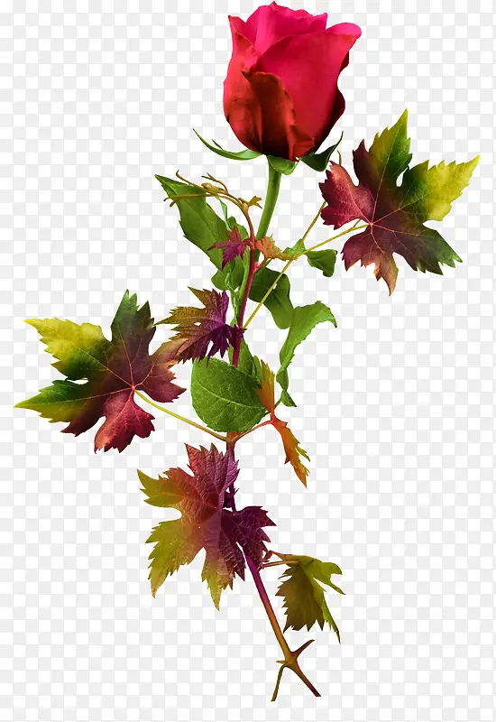红色鲜花