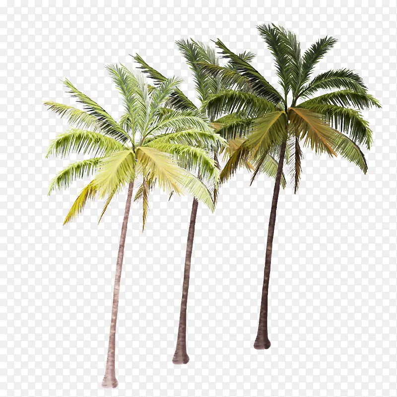 笔直的热带椰子树