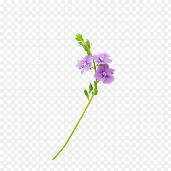 清新紫色小花
