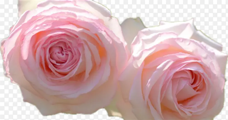 纯色的玫瑰花