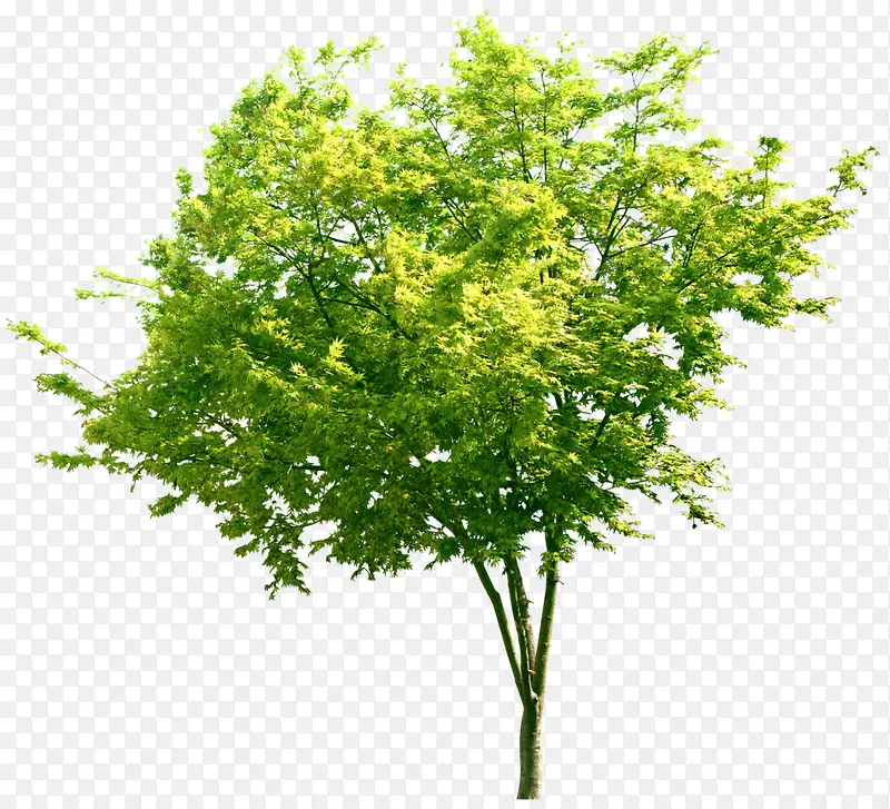 浅绿色树叶立面树