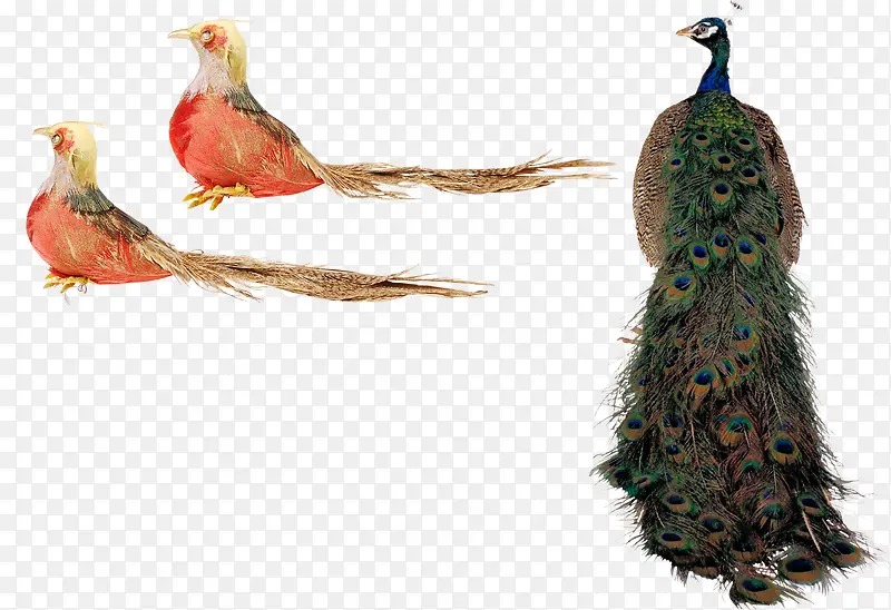 孔雀鸟类动物psd分层素材