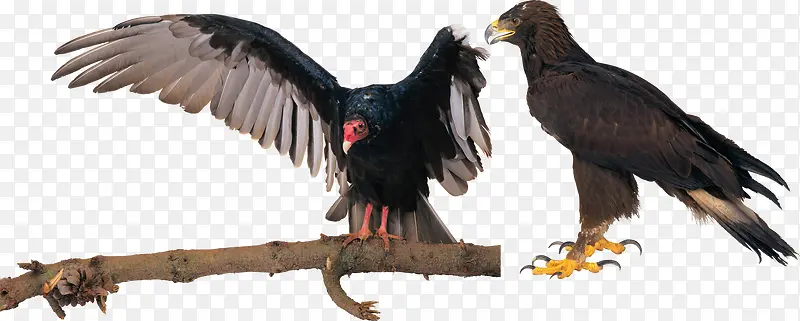 鸟类动物秃鹫