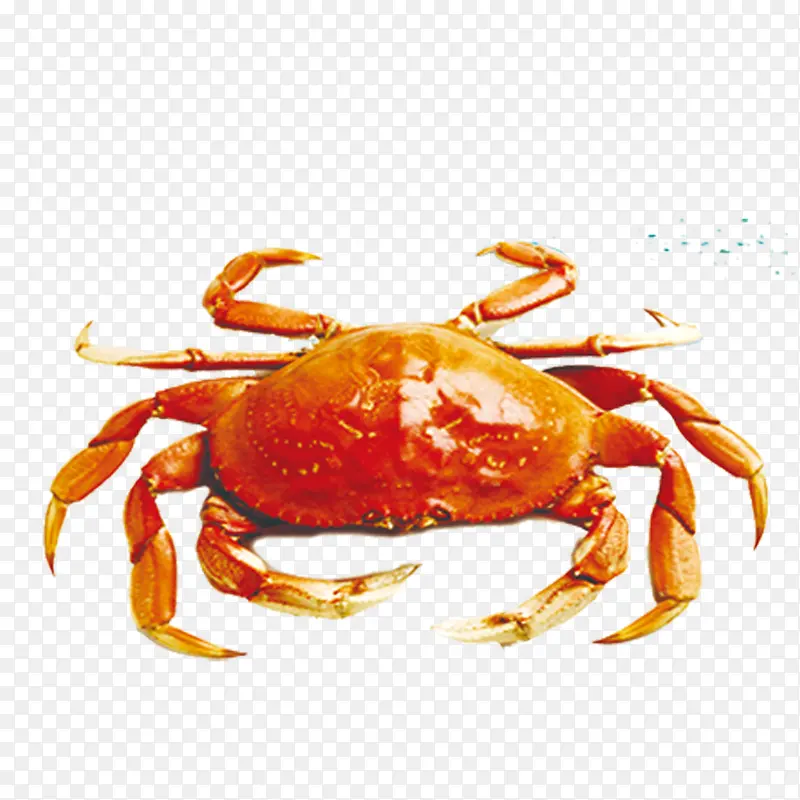 金黄螃蟹海蟹免扣图片
