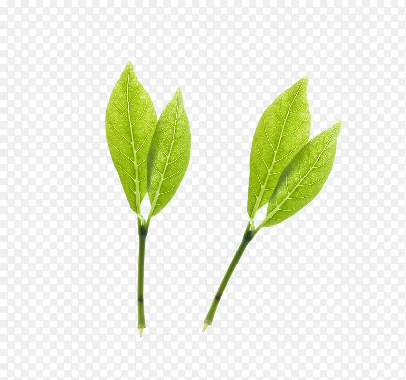 茶叶
