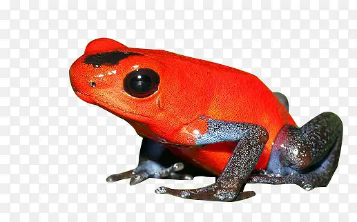 红色毒蛙
