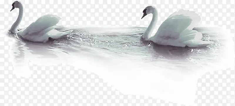 水中的天鹅