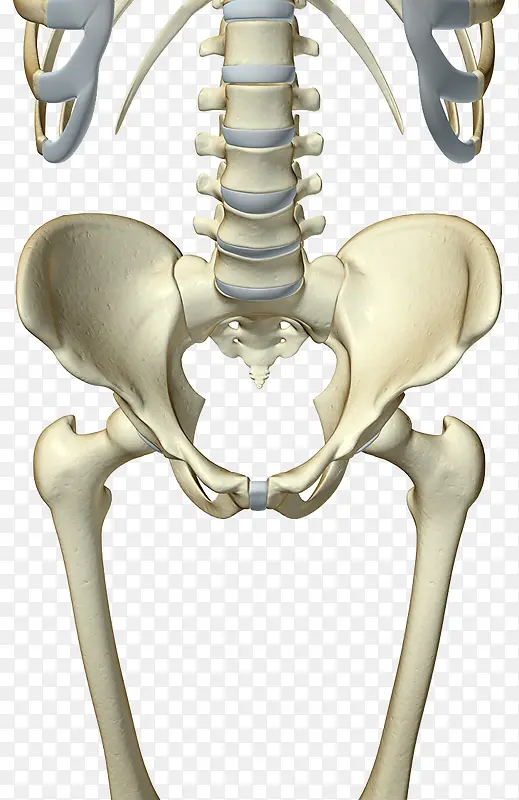 人体盘骨结构图片