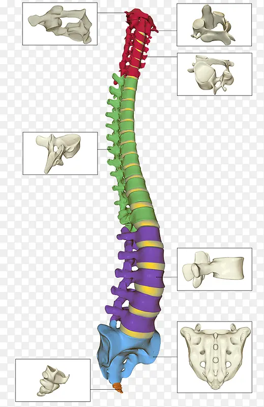 腰椎骨头部位诠释