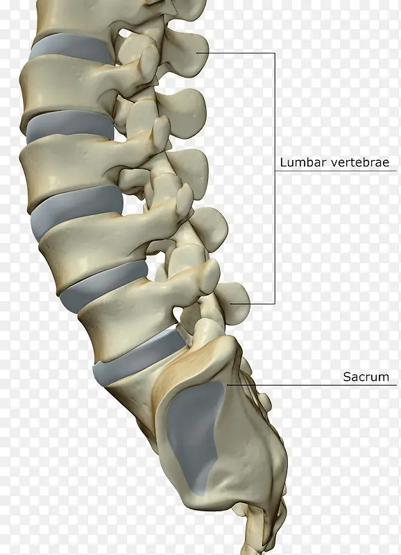 脊椎尾骨图片