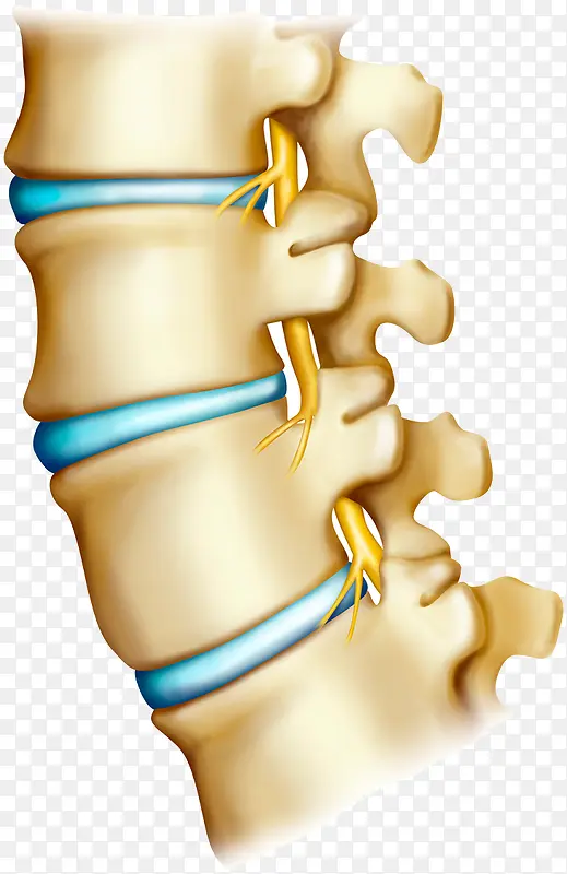 脊椎骨头医学图片