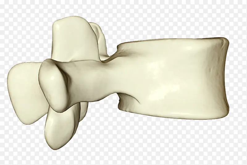 脊椎骨头图片