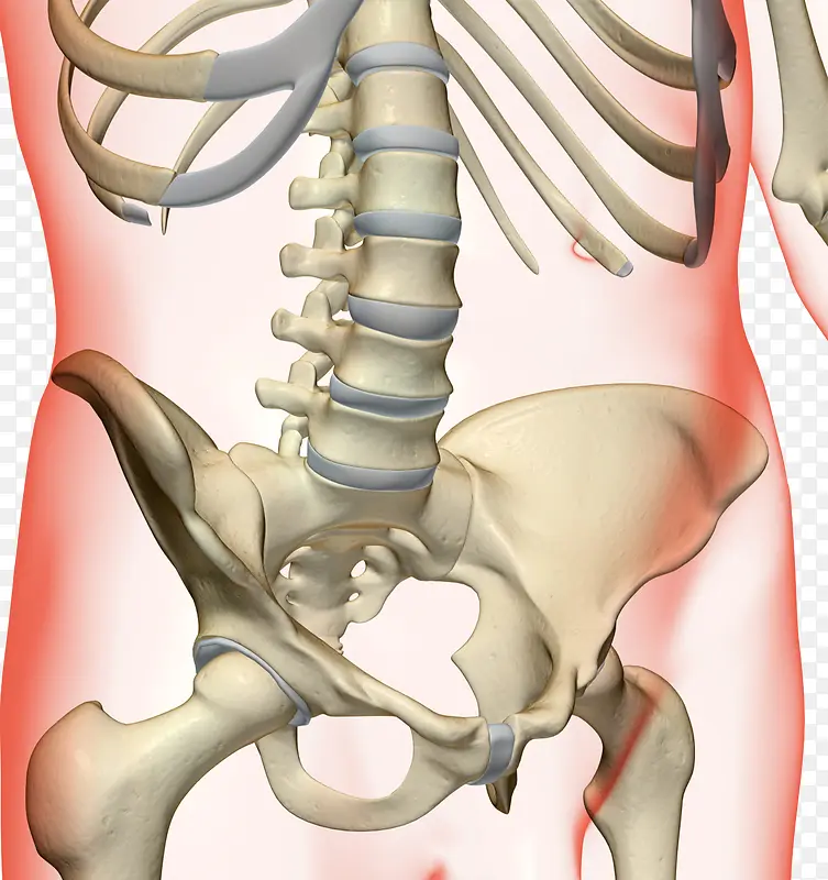 人体盆骨图片