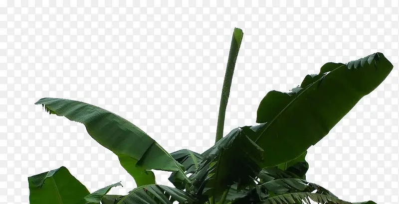 芭蕉树叶热带雨林素材