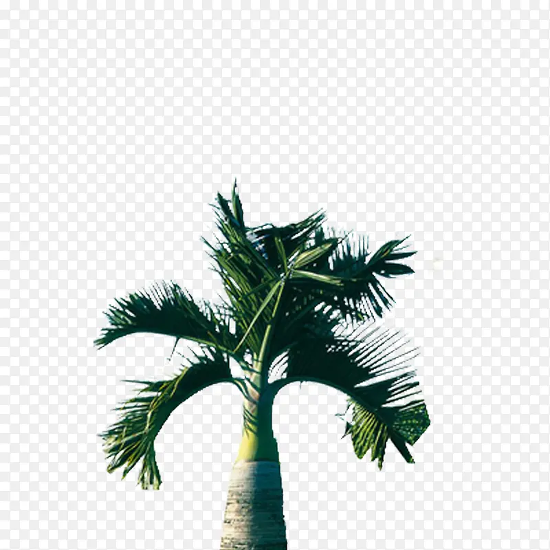 矮小棕榈树