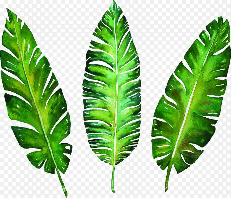 绿色手绘热带雨林树叶