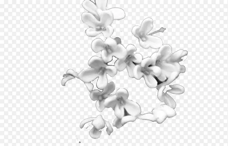 白色桂花