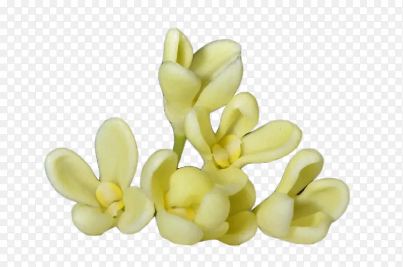 黄色桂花花瓣图片素材