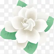 手绘白色纯洁素雅花朵