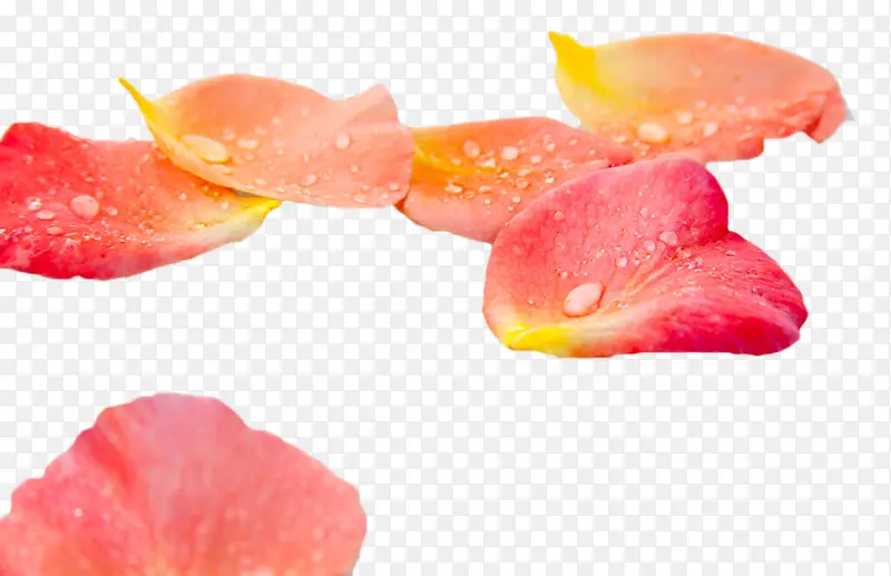 粉色花瓣与露珠