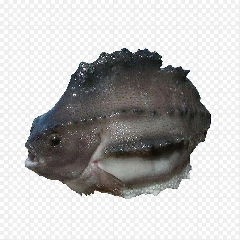 冰岛石斑鱼