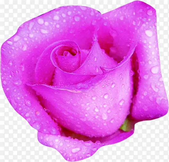 紫色鲜花玫瑰露珠