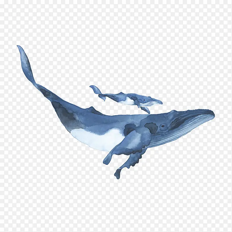 手绘两只蓝色的水彩座头鲸插画免