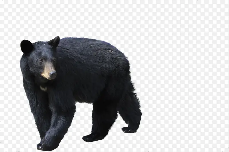 黑熊