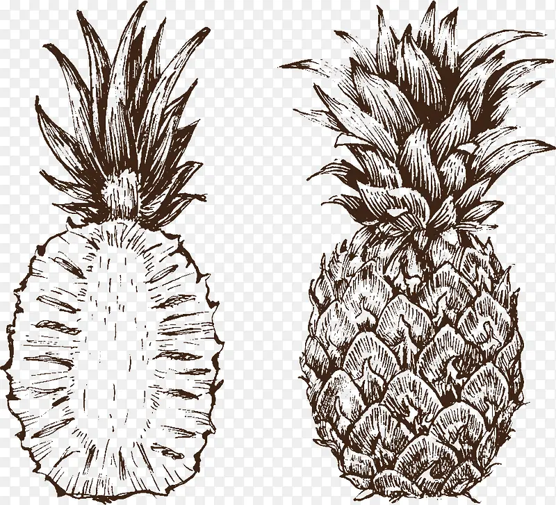 素描菠萝