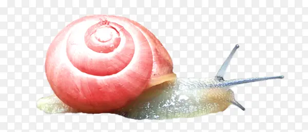 爬行的蜗牛